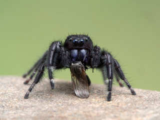 P1010009 male Johnson's jumping spider, Phiddipus johnsoni, feeding on a fly, on stone cECP 2020