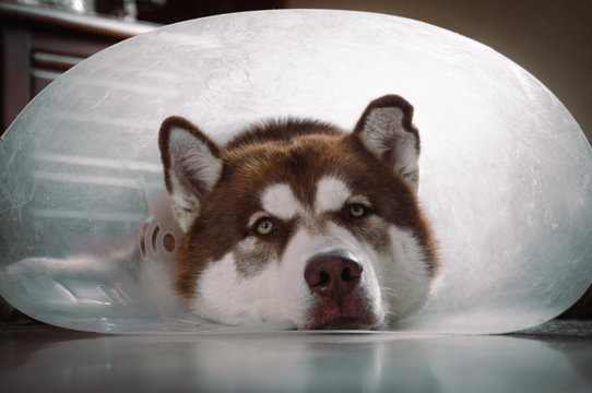 A HUSKY PUPPY WITH A CONE NECKLACE