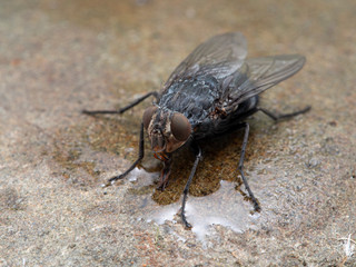 P1010122 blowfly, Calliphora vicina, drinking water on a wet stone cECP 2020