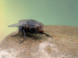 P1010155 blowfly, Calliphora vicina, grooming on a wet stone cECP 2020