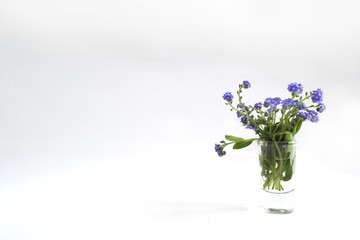 forget-me-nots in a glass on a white background
