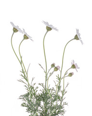Detailed side view of a white Rhodanthemum 'Casablanca' / Moroccan daisy.  Isolated on white background.