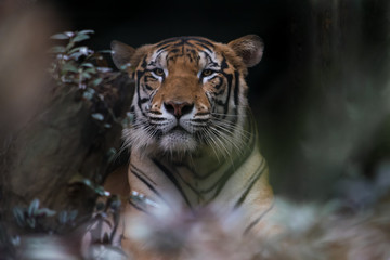 Bengal Tiger, Panthera Tigris. Majestic and intimidating gaze
