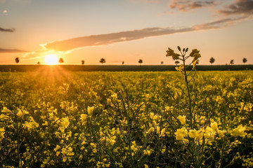 Sunset over the canola field in Munich