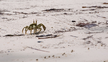 Yellow crab runs in the sand