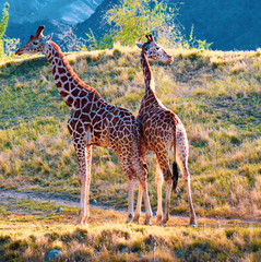 Obraz premium giraffe in the savannah