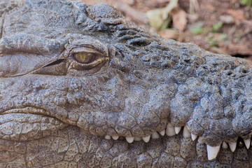 A crocodile's eye is taken close up