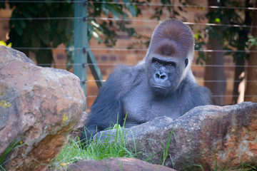 Serious gorilla look at the zoo