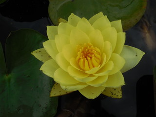 fleur jaune © Roseloko