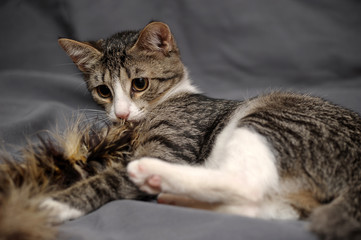 playful striped with white short-haired cat on a gray background