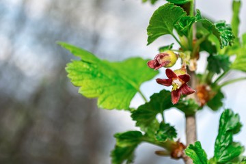 Black currant branch with flowers and green leaves in spring.