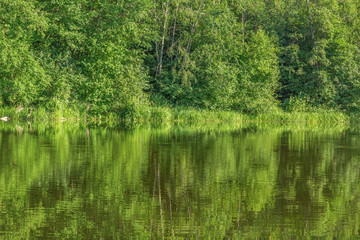 Scenic landscape with forest reflection in a quiet backwater