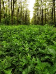 Amazing green Footpath trees in the forest. 