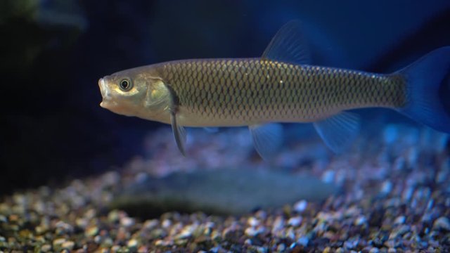 Small silver fish swimming in an aquarium, medium plan