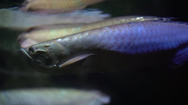 Tropical freshwater fish arowana (light arowana) swims under water, several fish swim near the camera, close-up