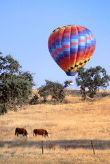 Hot air balloon rising over golden hills and oak trees with cows grazing in the foreground