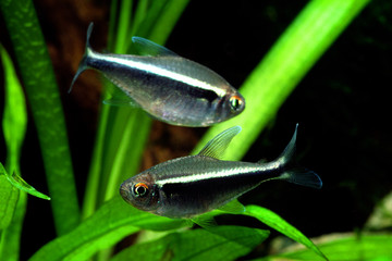 ブラックネオンテトラ