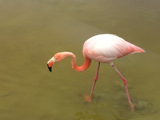 Fototapeta na wymiar Flamingo de las Islas Galapagos