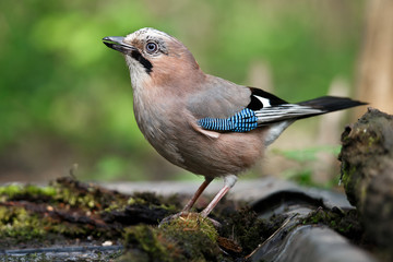 Portrait of a nice bird of the Eurasian Jay, Garrulus glandarius