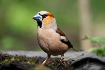 a grosbeak, is sitting on an old stump