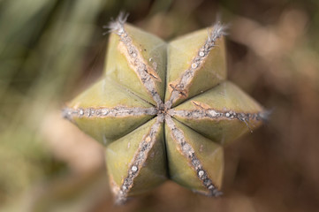 Foto cenital de un cactus 