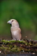 the female grosbeak is a passerine bird in the finch family Fringillidae.