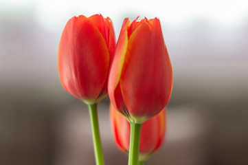 Tulipanes rojos 
