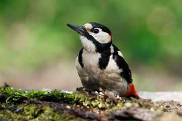 A large spotted woodpecker sat on an old branch in the moss