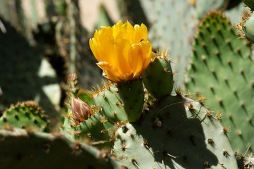 Cactus Flower
