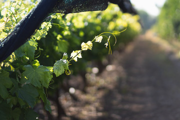 Organic plantations of wine grapes in a kibbutz in Israel