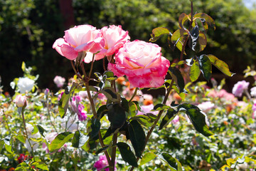 plants, roses, rose, pink, flower, pretty, beautiful, nature, petal, bloom, spring, springtime, summer