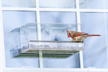 Red Northern Cardinal bird perched on bird feeder on window