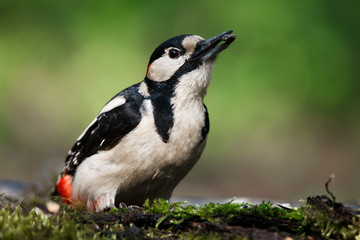 A large spotted woodpecker sat on an old branch in the moss