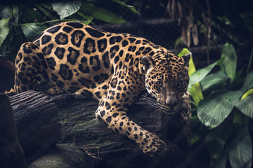 Jaguar, Panthera Onca. beautiful rosettes that serve as camouflage when hunting.
