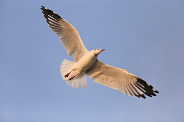 A seagull, soaring in the blue sky