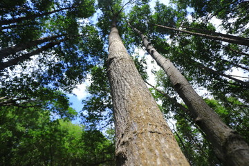 Fototapeta premium Close up red mangrove trunk in mangrove forest at Pranburi Forest Park, Prachuap Khiri Khan, Thailand 