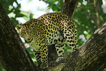 Fototapeta na wymiar Poses of the leopard resting on a tree in Huai Kha Khaeng Wildlife Sanctuary, Uthai Thani Province, Thailand 
