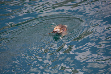 Obraz premium Dog Swiming