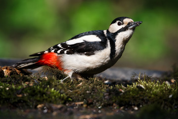 A large spotted woodpecker sat on an old branch in the moss