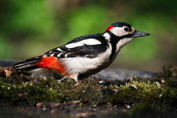 A large spotted woodpecker sat on an old branch in the moss
