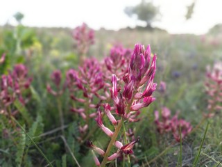 pink white flowers in the field