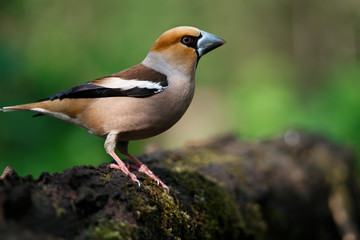 a grosbeak, is sitting on an old stump