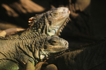 Close up head short of Iguanas in nature background 