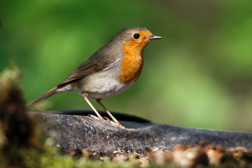portrait of a Robin bird on branch