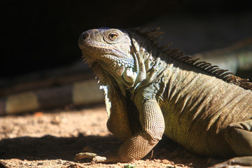 Close up head short of Iguanas in nature background 