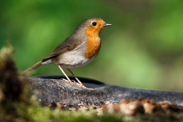 portrait of a Robin bird on branch