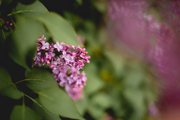 Purple siren branch. Place for text. Nature is near