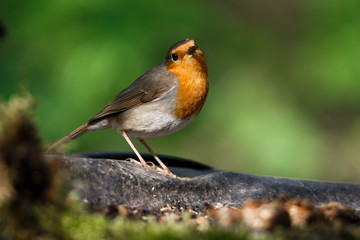 portrait of a Robin bird on branch
