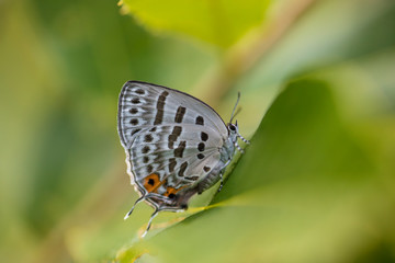 담색긴꼬리부전나비