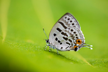 담색긴꼬리부전나비